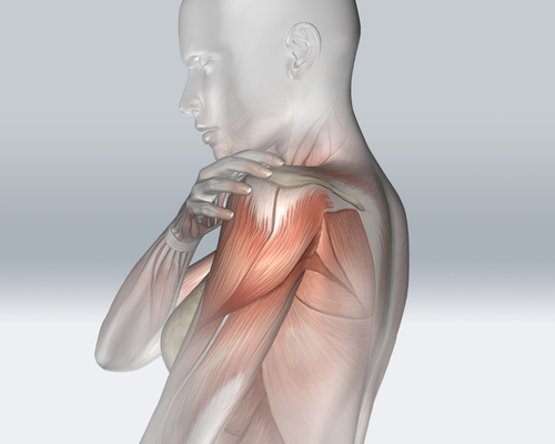 3d render of woman with muscle structure illustration